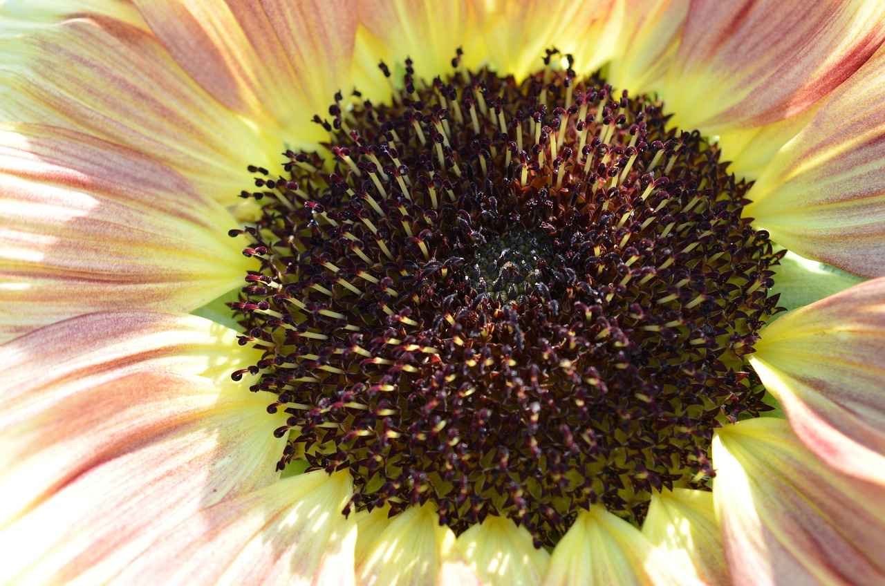 Dolma Kalem Fiyatları: Piyasa Araştırması