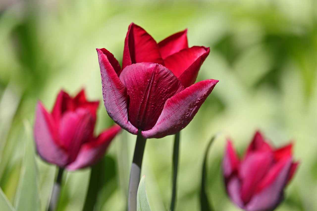 Renk Seçimi: Hangi Renkler Popüler?