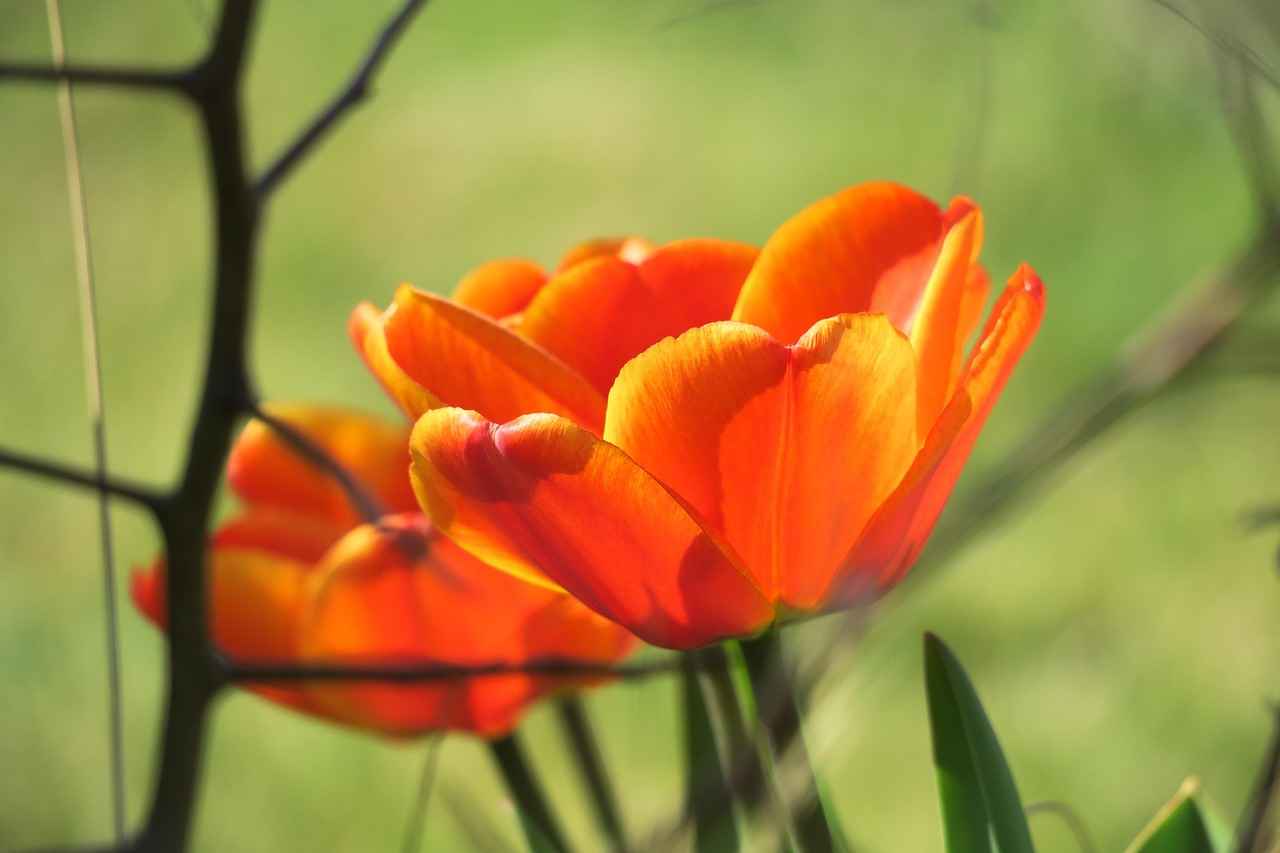 Dolmakalem Mürekkep Seçiminde Dikkat Edilmesi Gerekenler