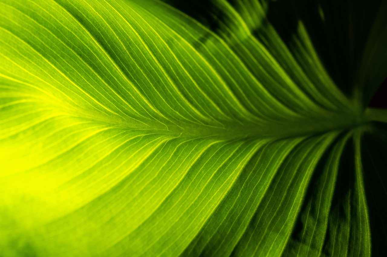 Kalem Döviz Koleksiyonu Yapmanın Avantajları