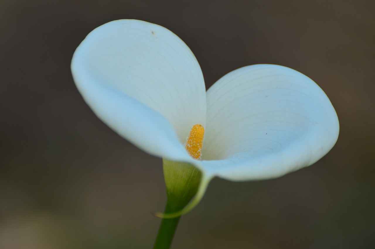 Kalem Hediye Etmenin Anlamı