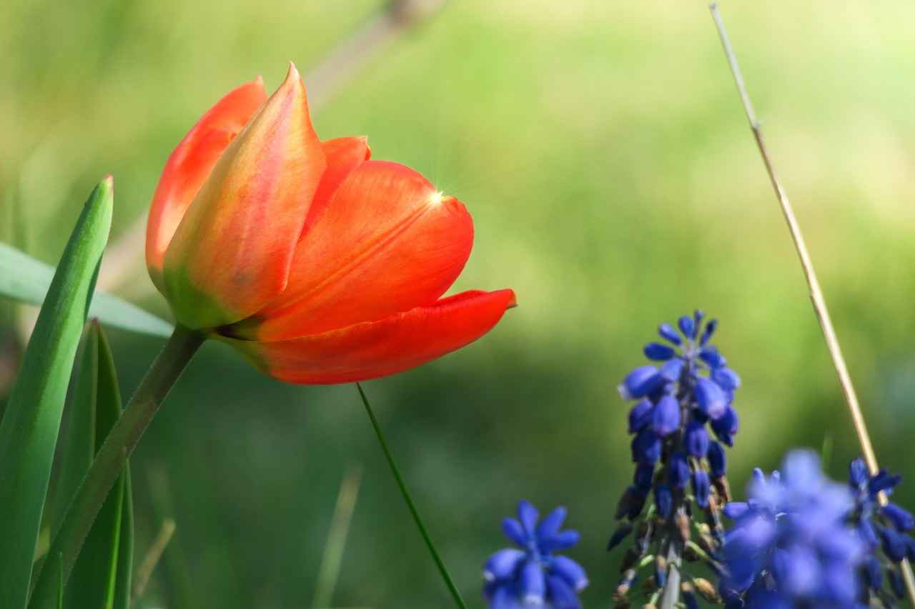 Kalemin Kültürel Önemi