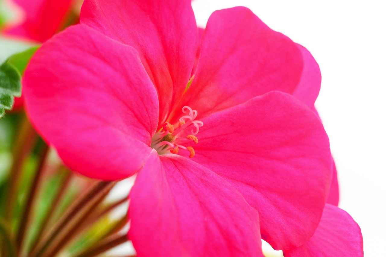 Kırmızı Kalemin Psikolojik Etkileri