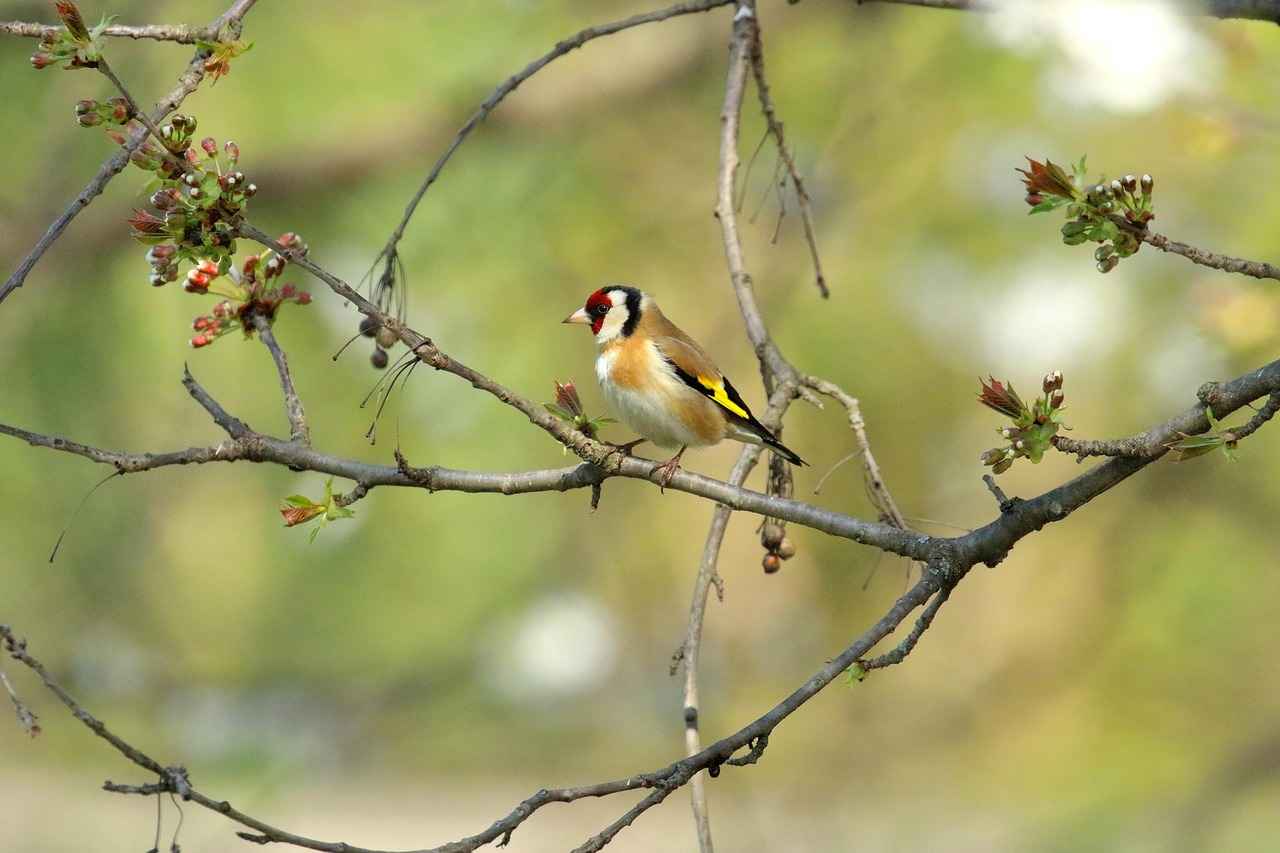 Melodika Fiyatlarını Etkileyen Faktörler