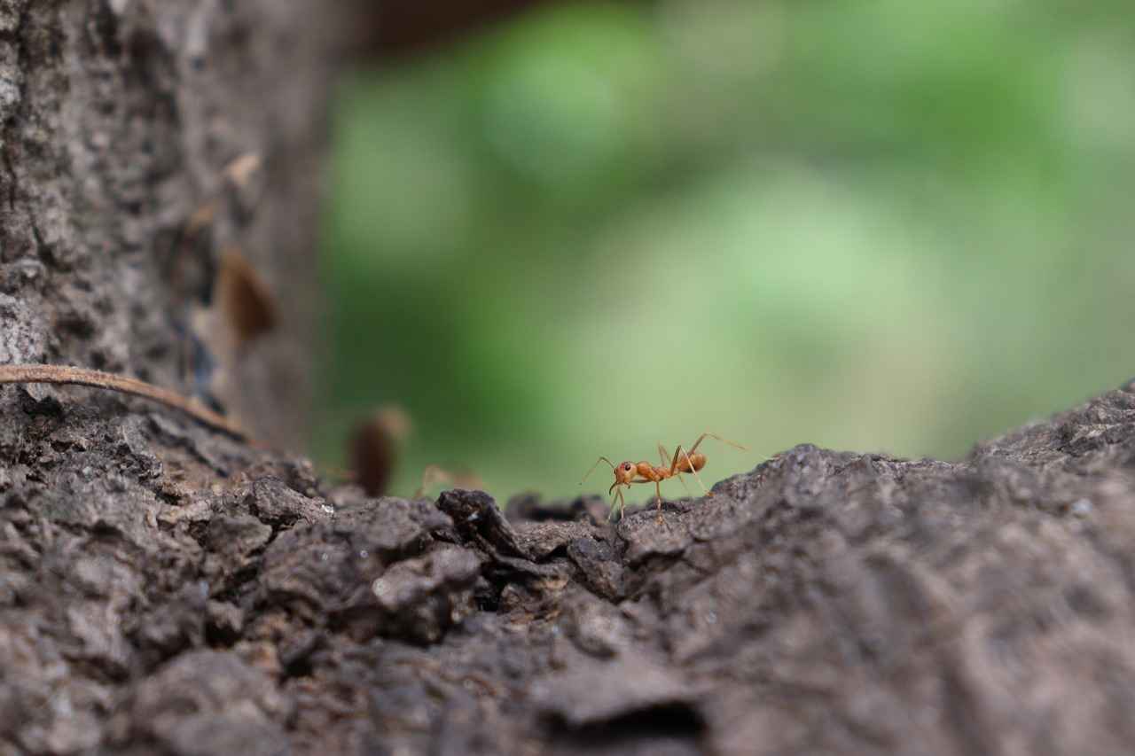 Sıkça Sorulan Sorular