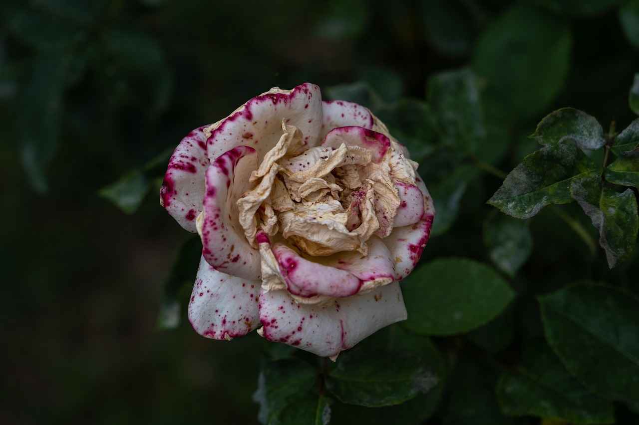 [Mukavva ile Yapılabilecek Eğlenceli El Sanatları]