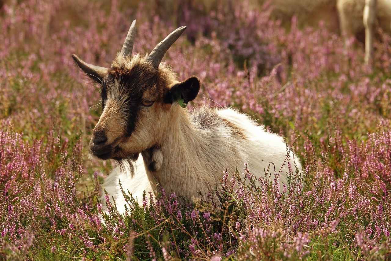 Okul Kalemlikleri: Düzenli ve Şık Çözümler 6 Kalemliklerin Geleceği