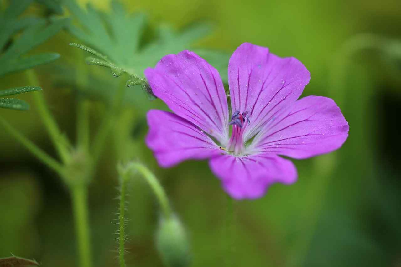 Scrikss Kalem: Uygun Fiyatlı Kalite 1 Scrikss Kalem Nedir?