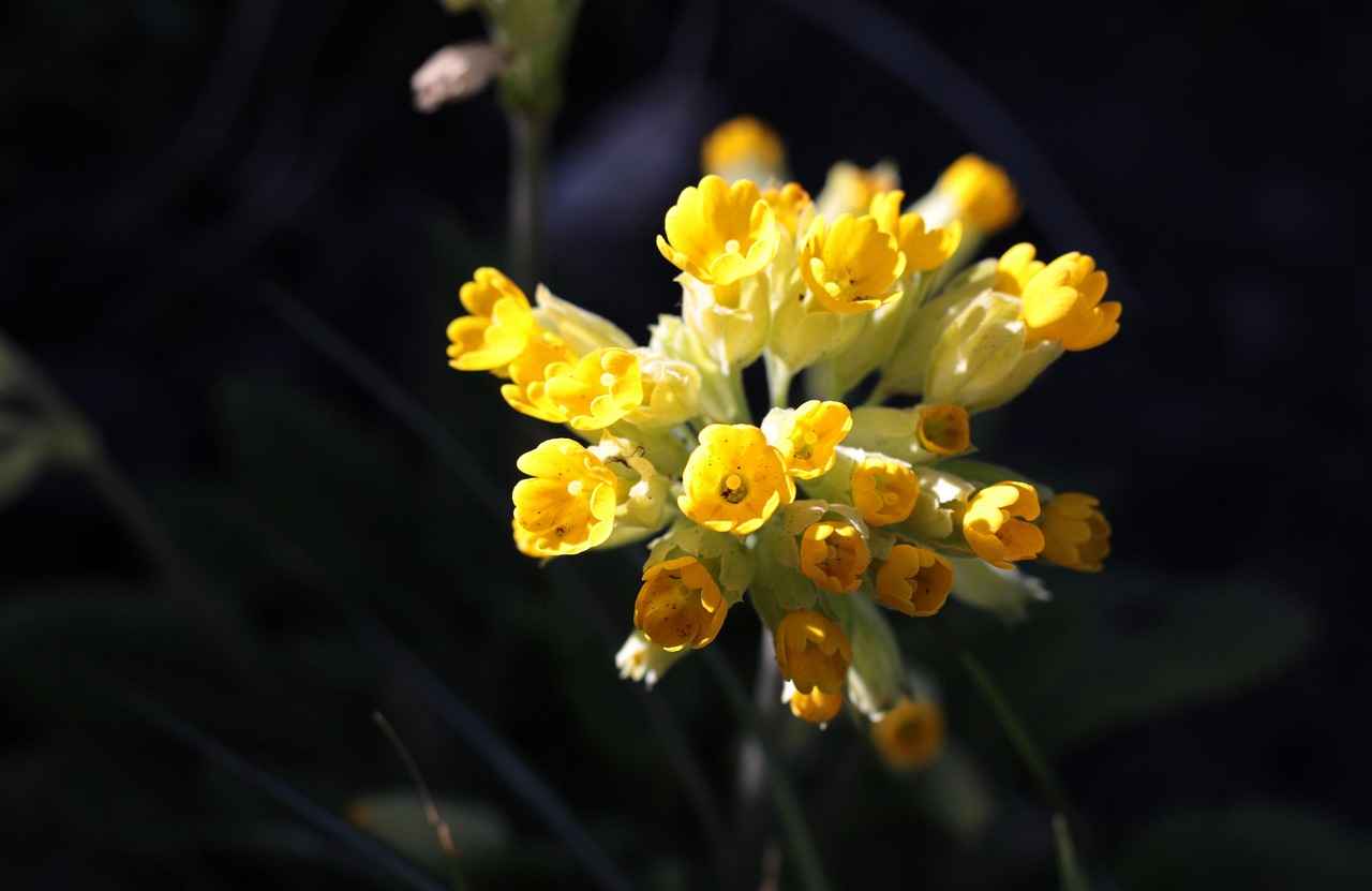 Sıkıştırmalı Dosyaların Avantajları ve Dezavantajları
