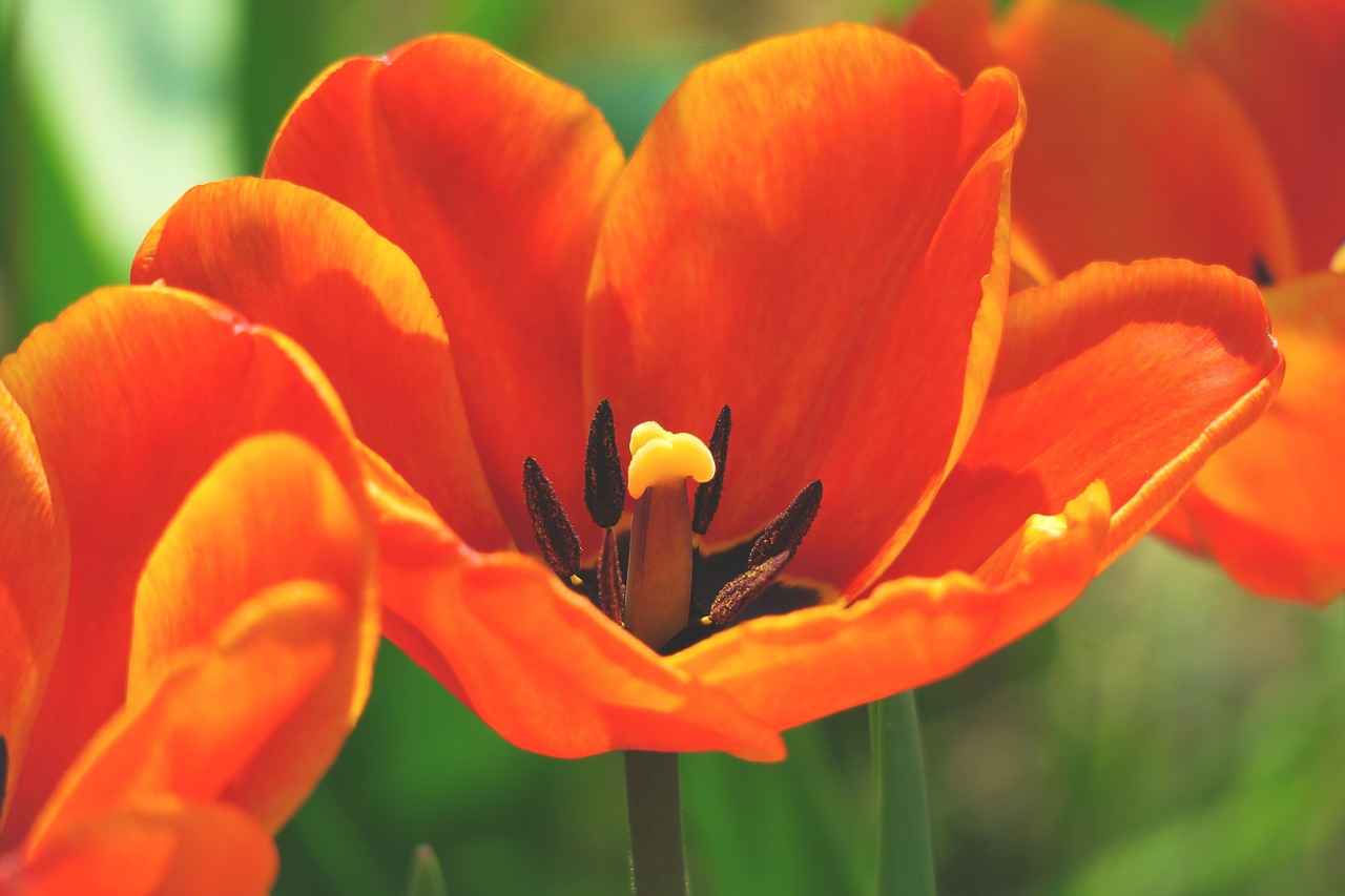 [Süslü Kalem Çeşitleri]