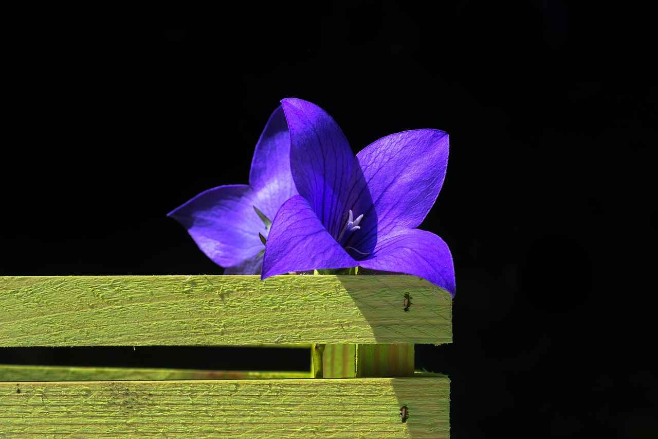 Tombow Kalem Çeşitleri