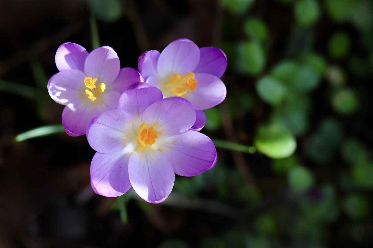 Artıları ve Eksileri