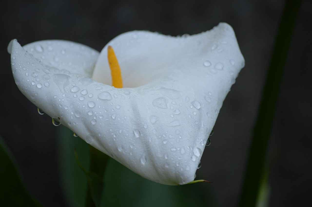 Beyaz Kalem Seçerken Dikkat Edilmesi Gerekenler