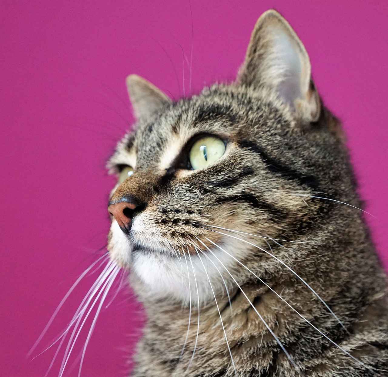 Fiziksel ve Zihinsel Faydaları