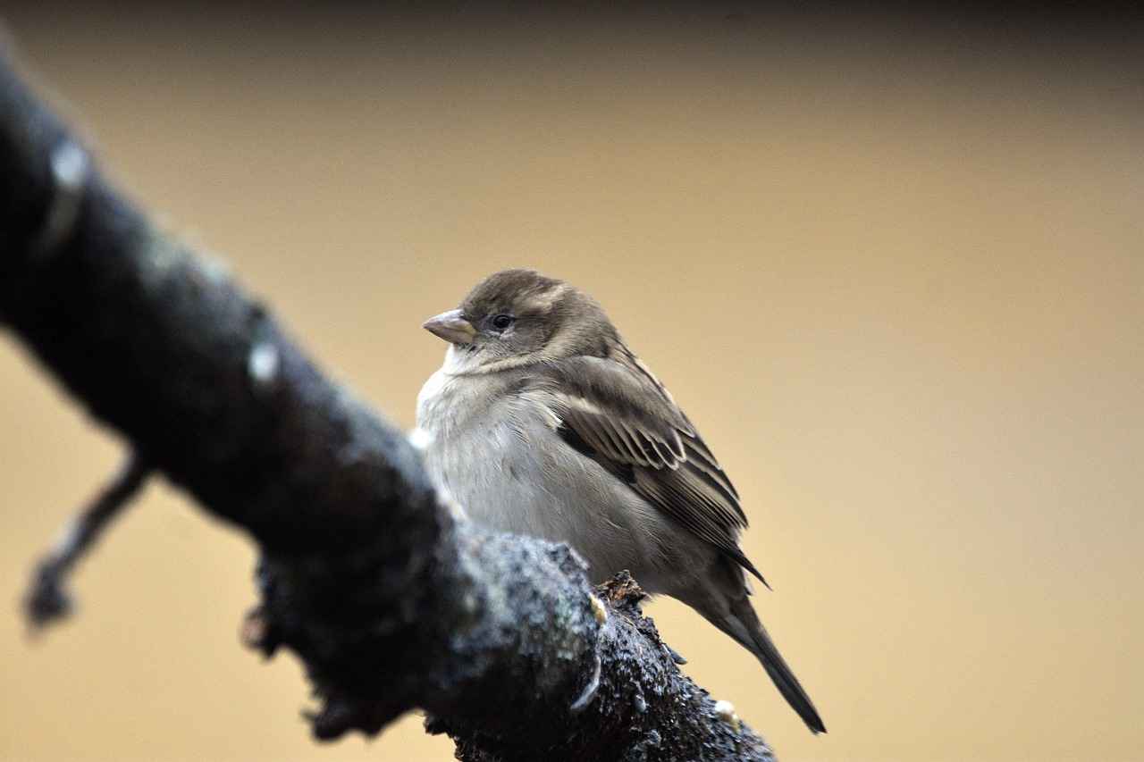 Cross Kalemler ve Kullanıcı Deneyimleri