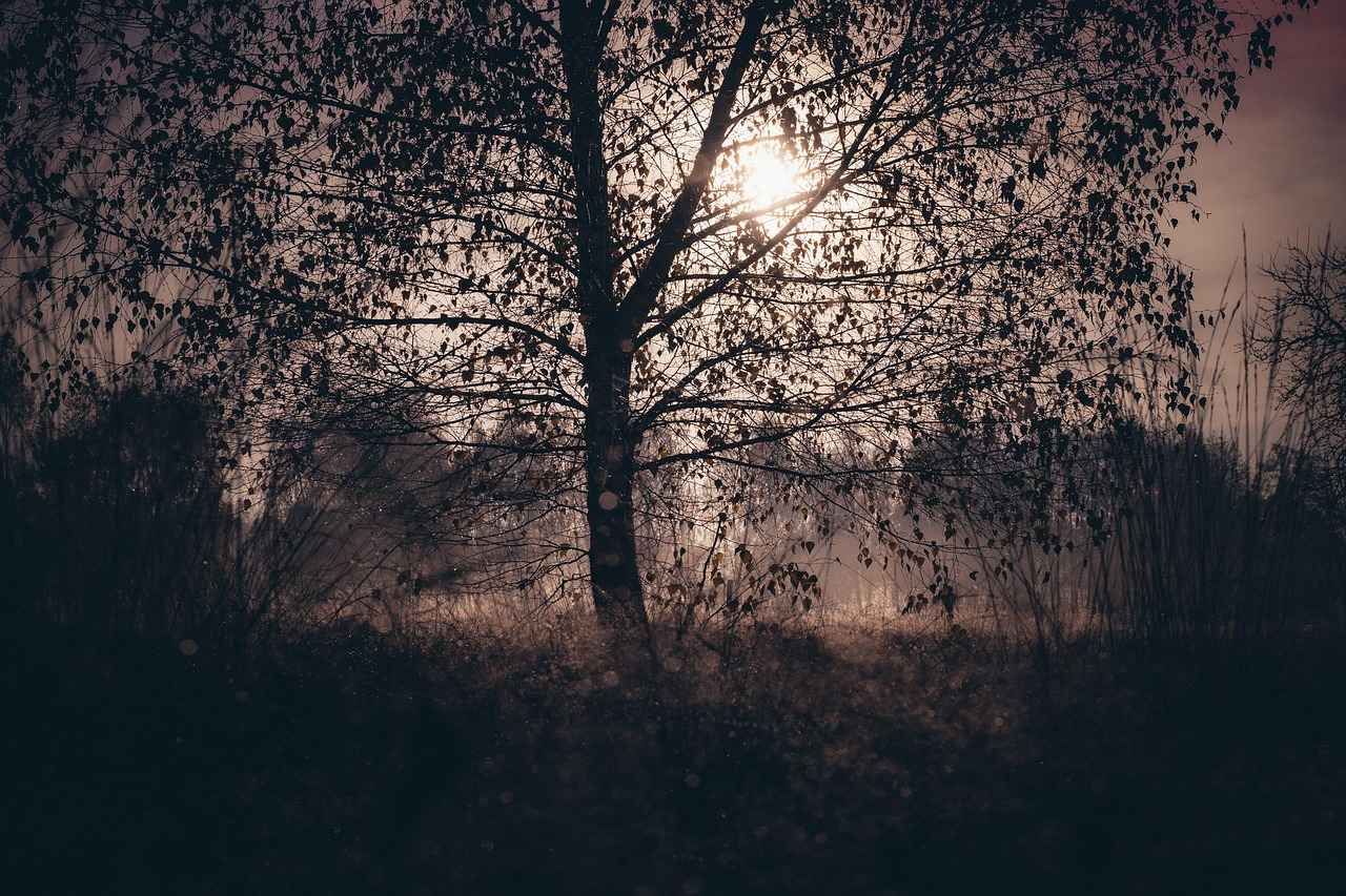 Divit Kalemin Tarihçesi