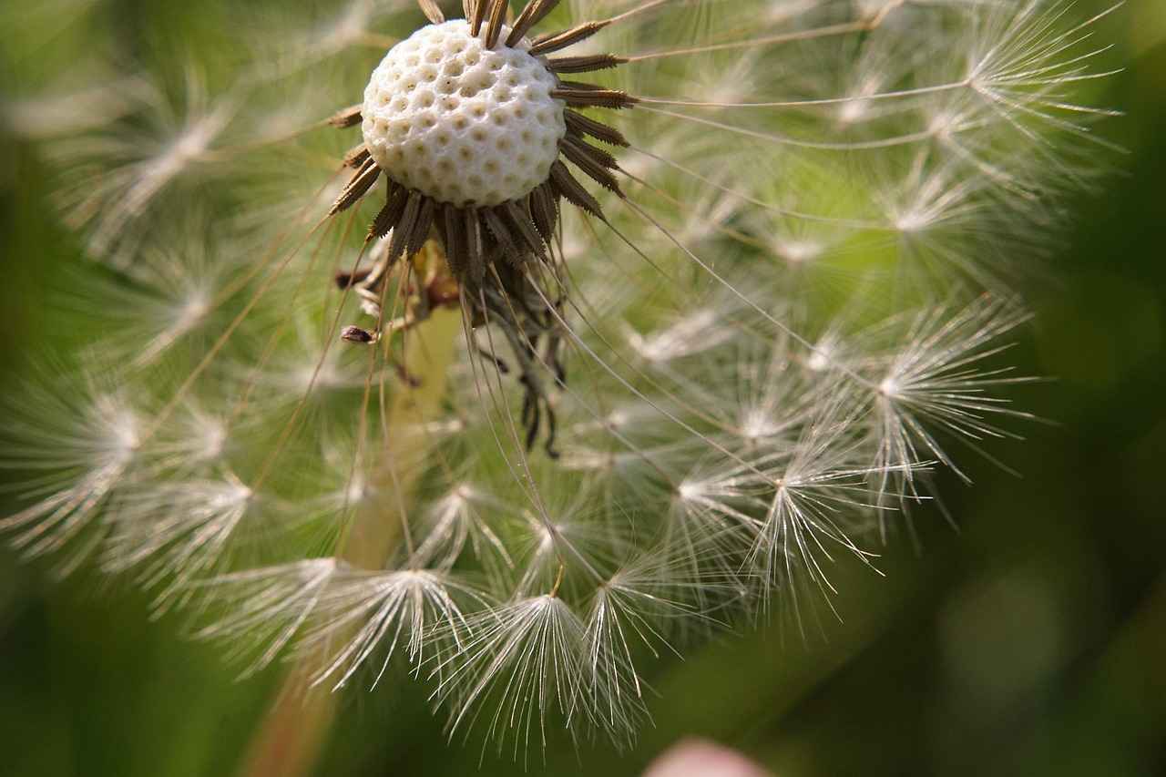 Divit Kalemin Avantajları ve Dezavantajları