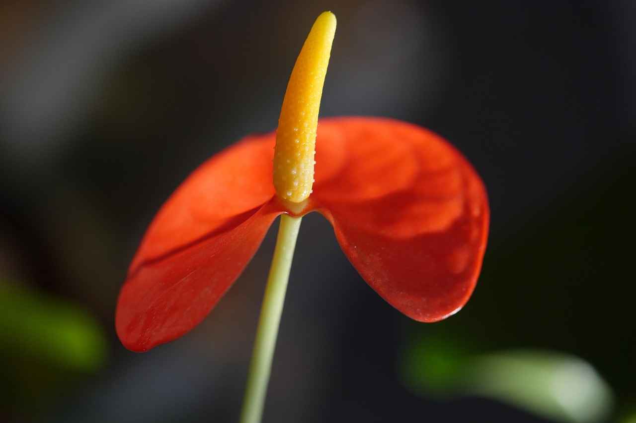 Dokunmatik Kalem Nedir?