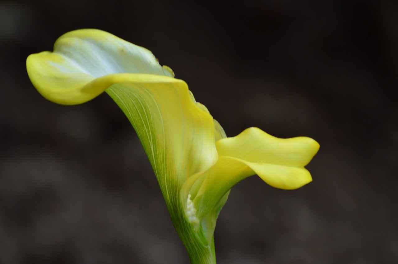 Dolma Kalem Alırken Dikkat Edilmesi Gerekenler