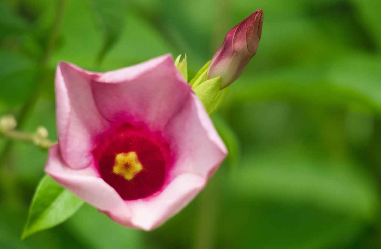 Mürekkep Türleri ve Özellikleri