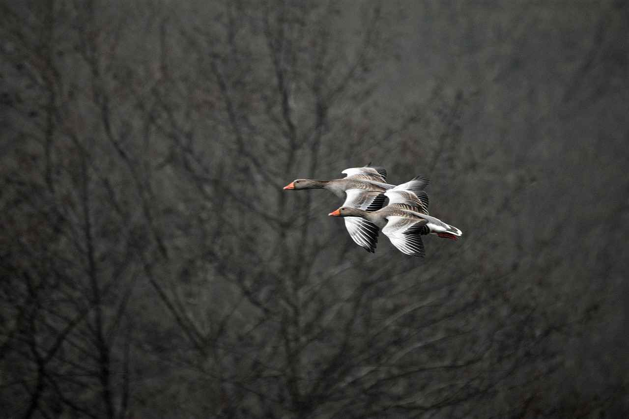 Faber Castell Tükenmez Kalemlerinin Avantajları