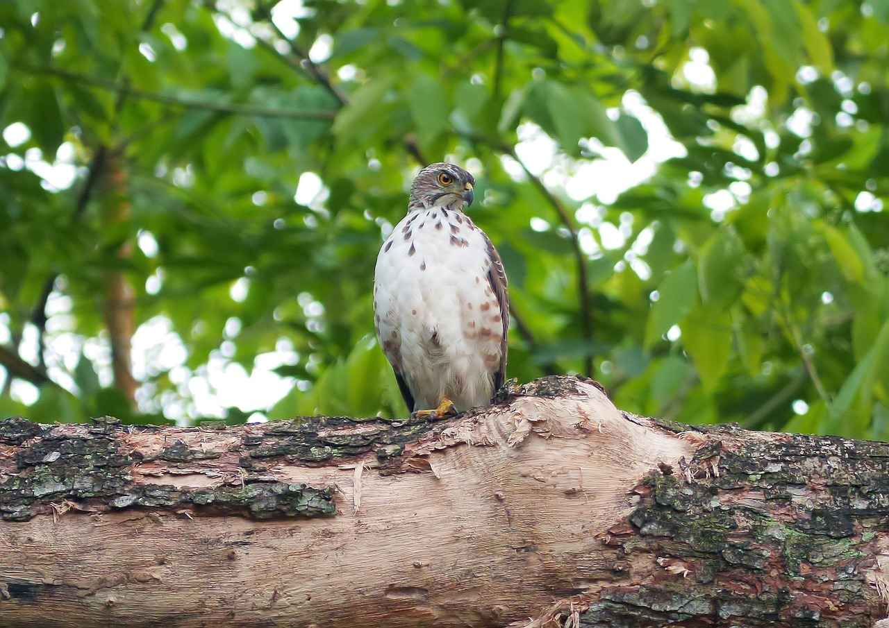 Faber Uçlu Kalemlerin Fiyat Performans Analizi