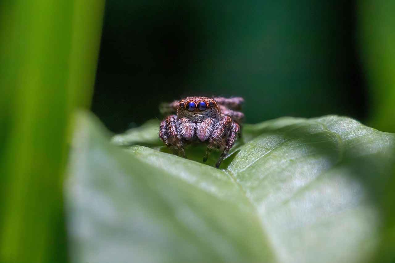 Falçata Nedir ve Nerelerde Kullanılır?