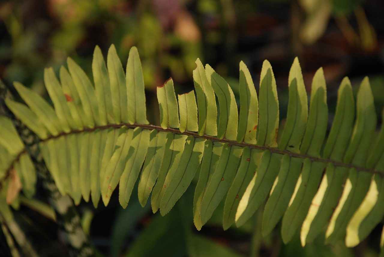 Falçata Kullanımının Avantajları ve Dezavantajları