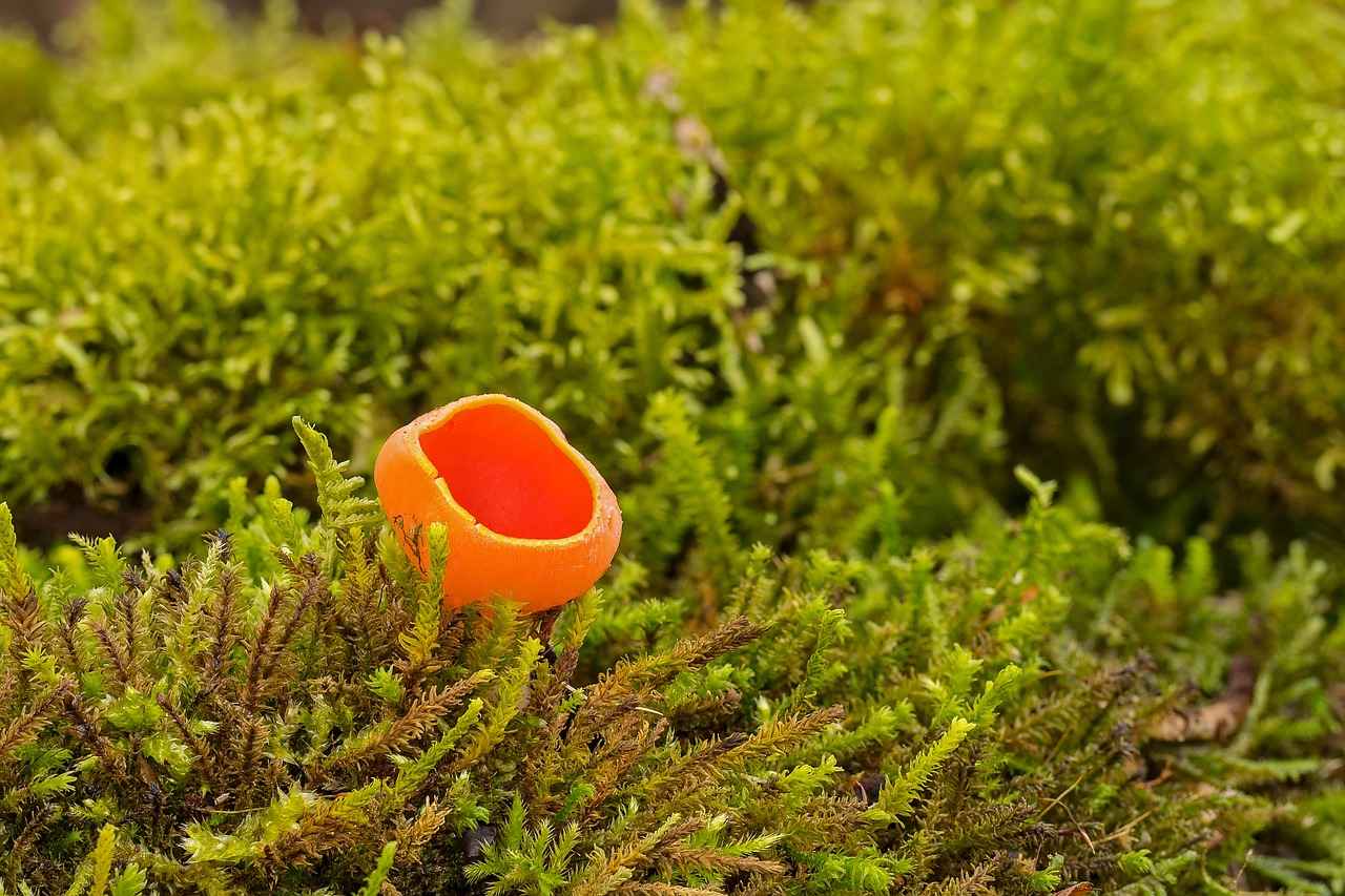 Kalem İngilizce Nedir? Anlamı ve Kullanımı