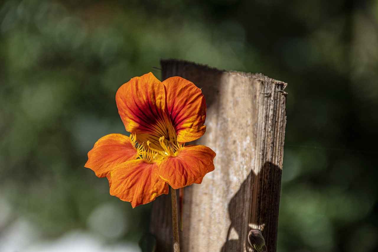 Kurşun Kalemler: Temel Özellikleri ve Kullanım Alanları