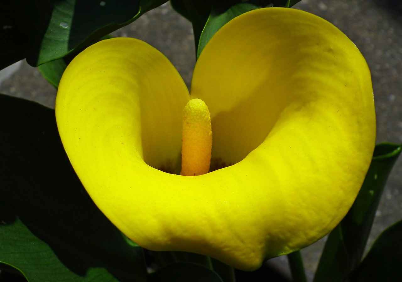 Kalemtraşın Tarihçesi