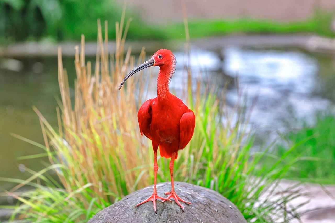 Kırmızı Kalem: Güçlü Mesajlar İçin