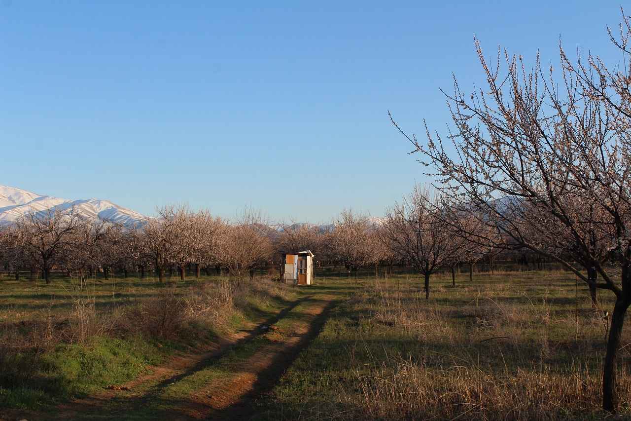Kıskaçların Avantajları ve Dezavantajları
