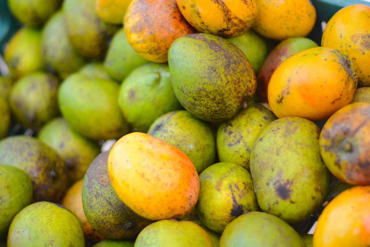 Mango Kalemlik Seçerken Dikkat Edilmesi Gerekenler