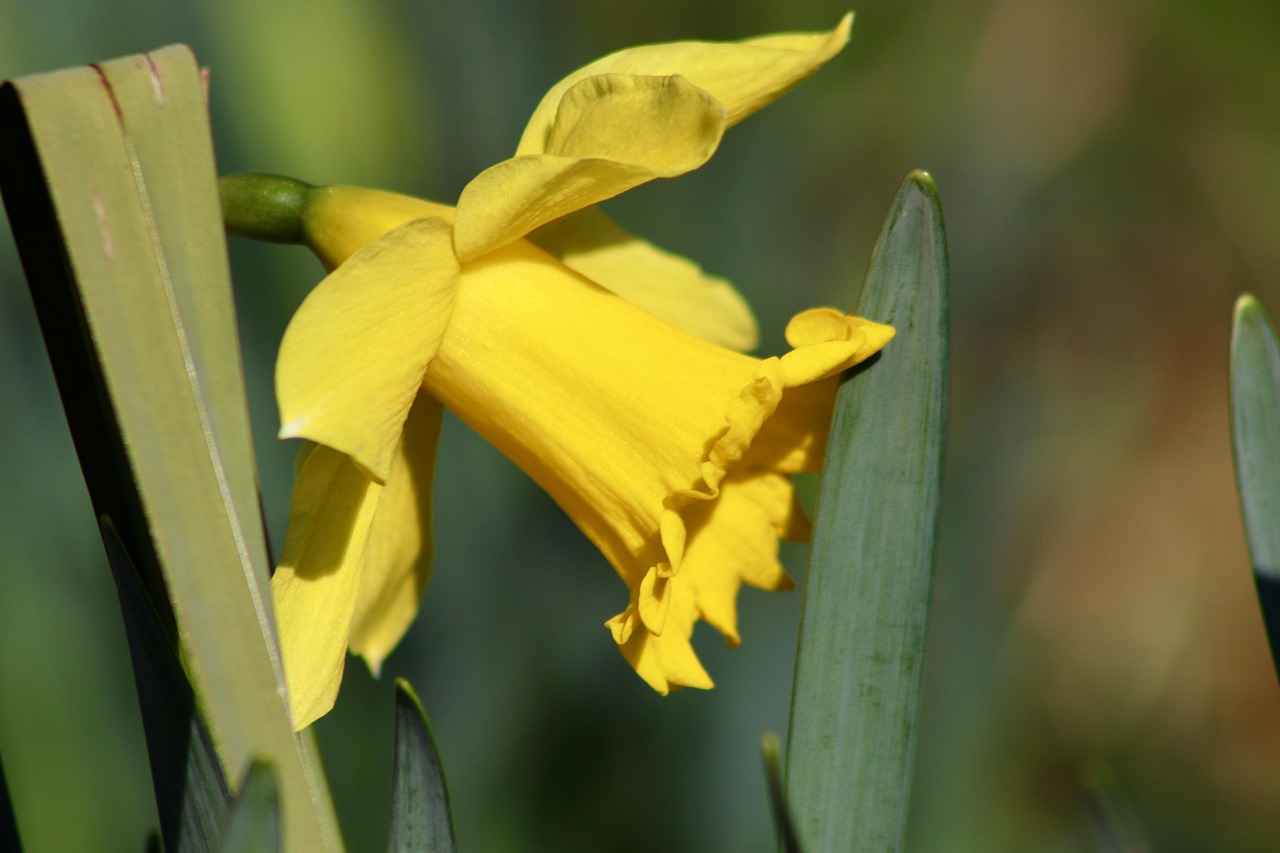 Mavi Kalem: Farklı Tasarımlar İle Yazım