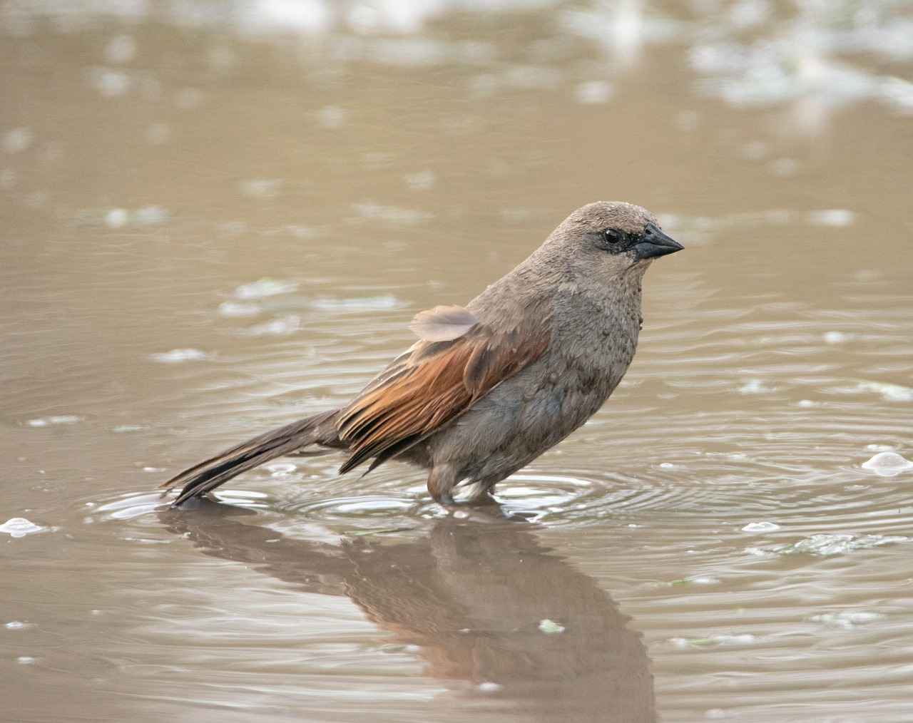 Mavi Tükenmez Kalemlerin Özellikleri