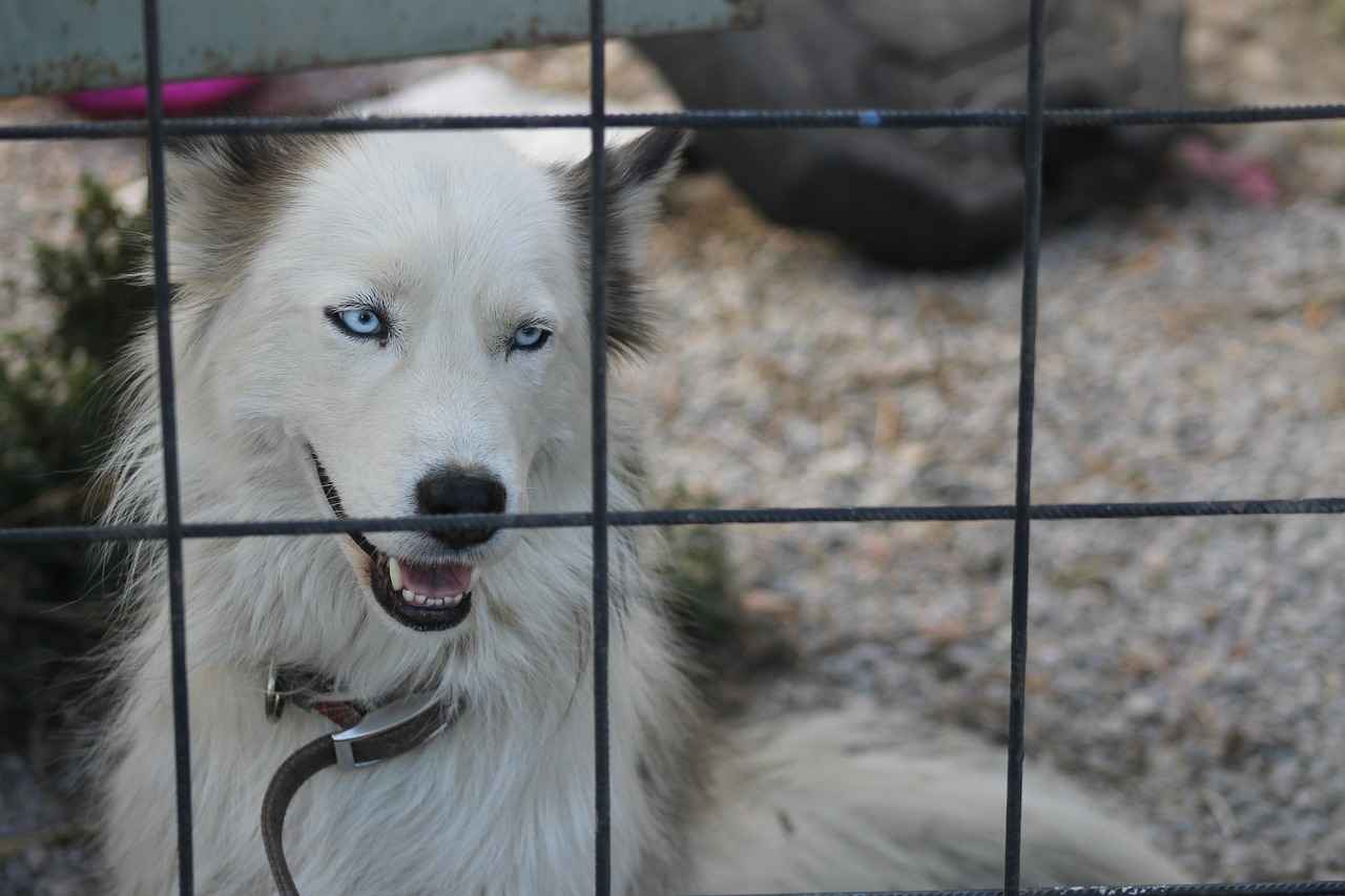 Mavi Tükenmez Kalemlerin Avantajları ve Dezavantajları