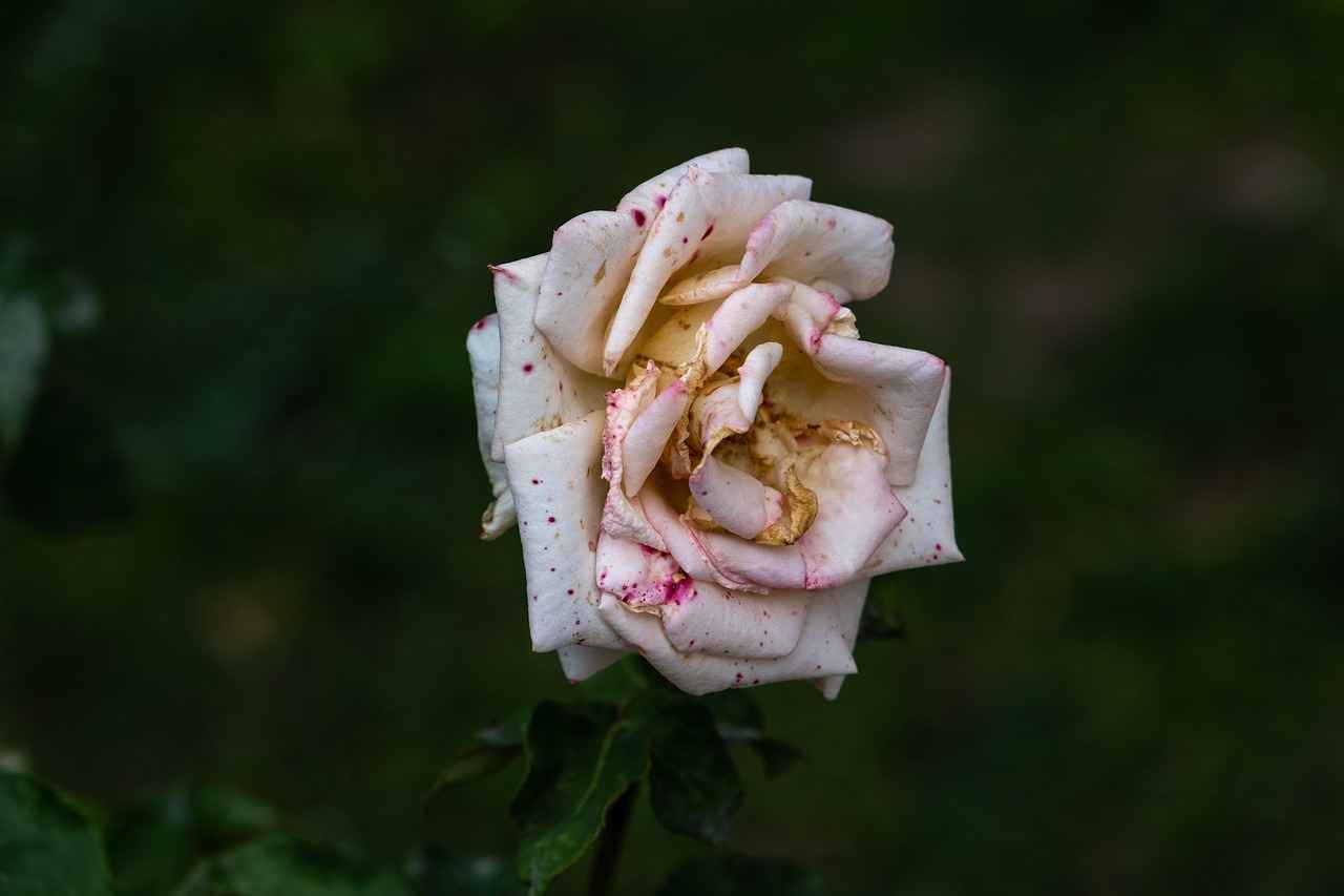 Mukavva Kağıdı Kullanarak Yaratıcı Projeler