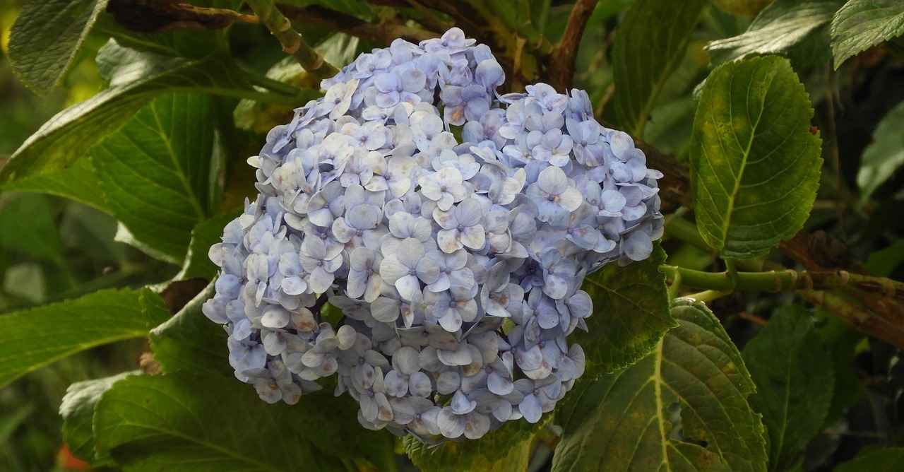 Ponponlarla Yaratıcı Süslemeler Yapın