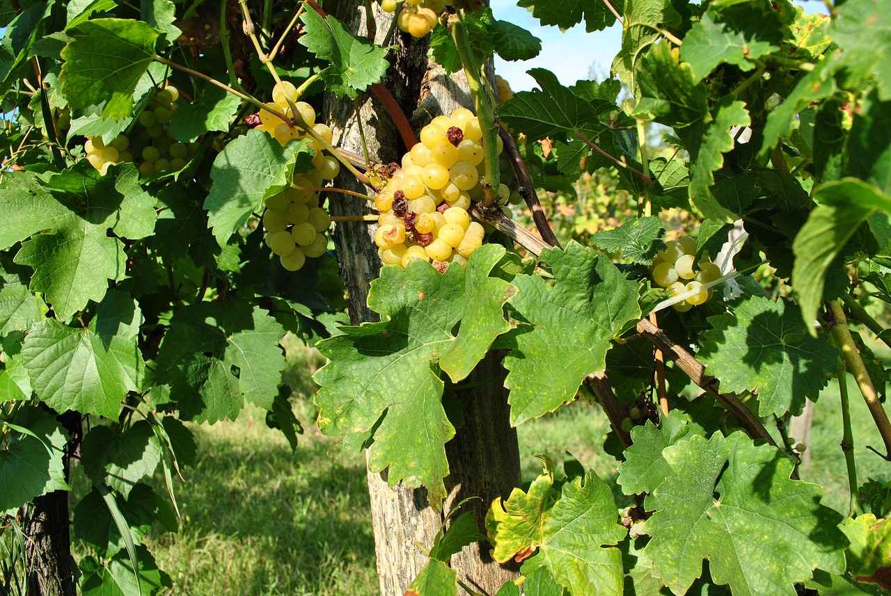 Rapido Kalemlerin Dezavantajları