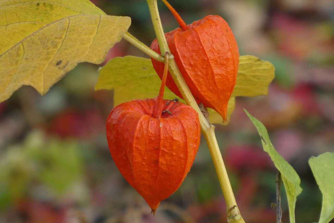 Şırınga Kalem Nedir?