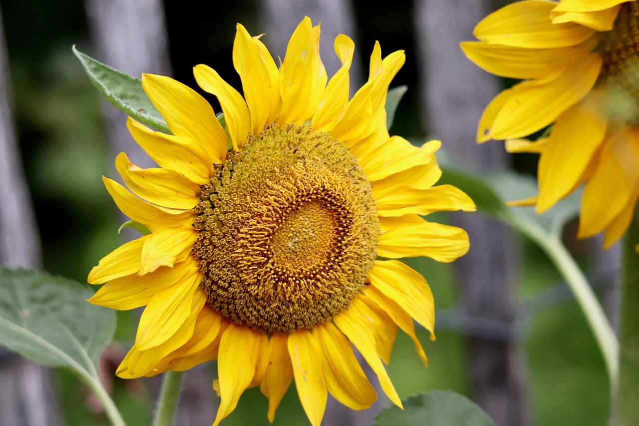 Şırınga Kalemlerin Fiyat Aralığı