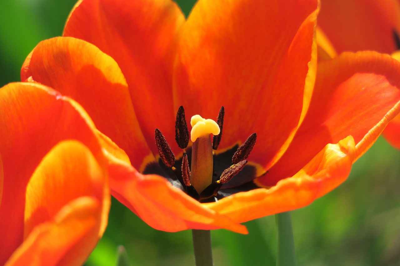 Tombow Uçlu Kalem Kullanım İpuçları