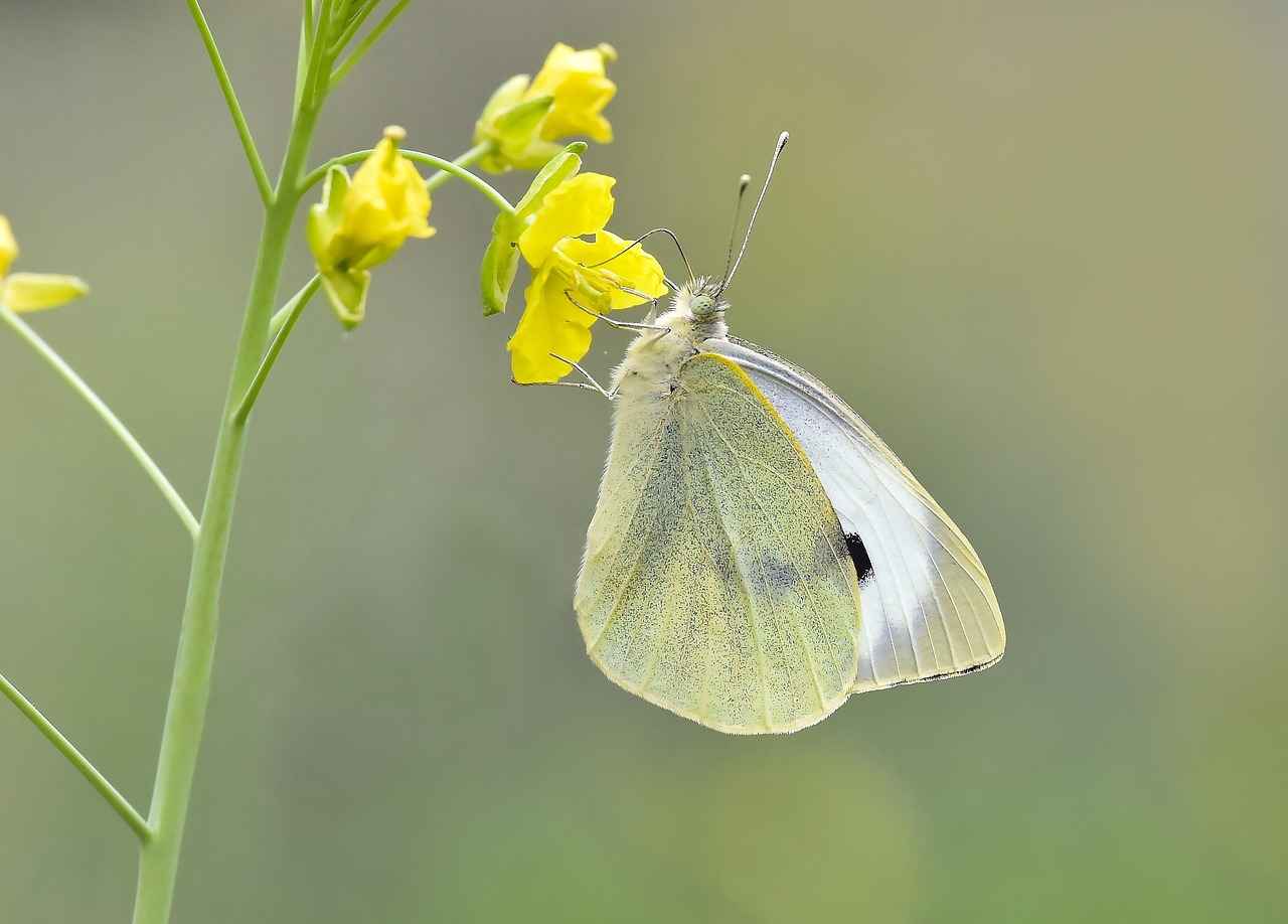 Doğal Malzemelerle Süsleme