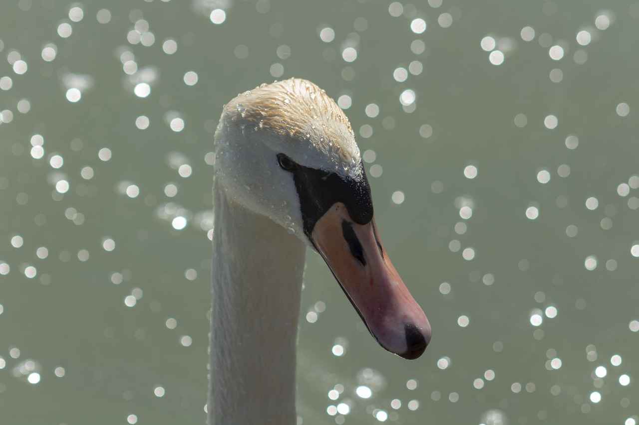 Cam Kalemi Seçerken Dikkat Edilmesi Gerekenler