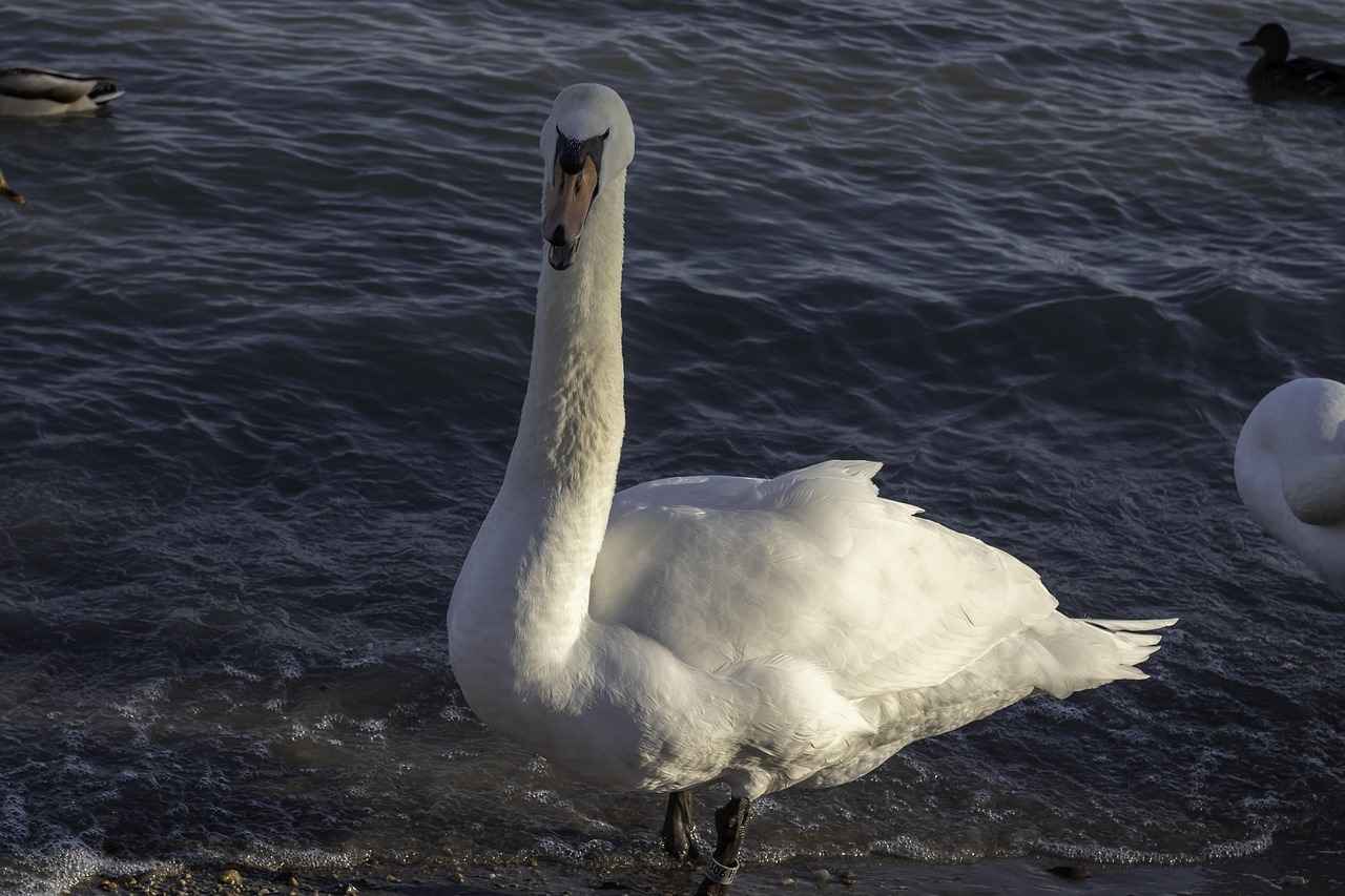 En İyi Cam Kalemi Markaları